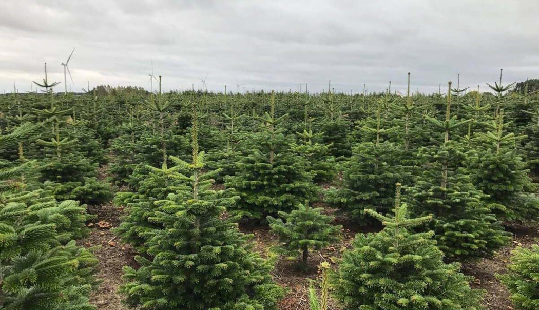 Frische grüne Weihanchtsbäume auf einem Feld. 