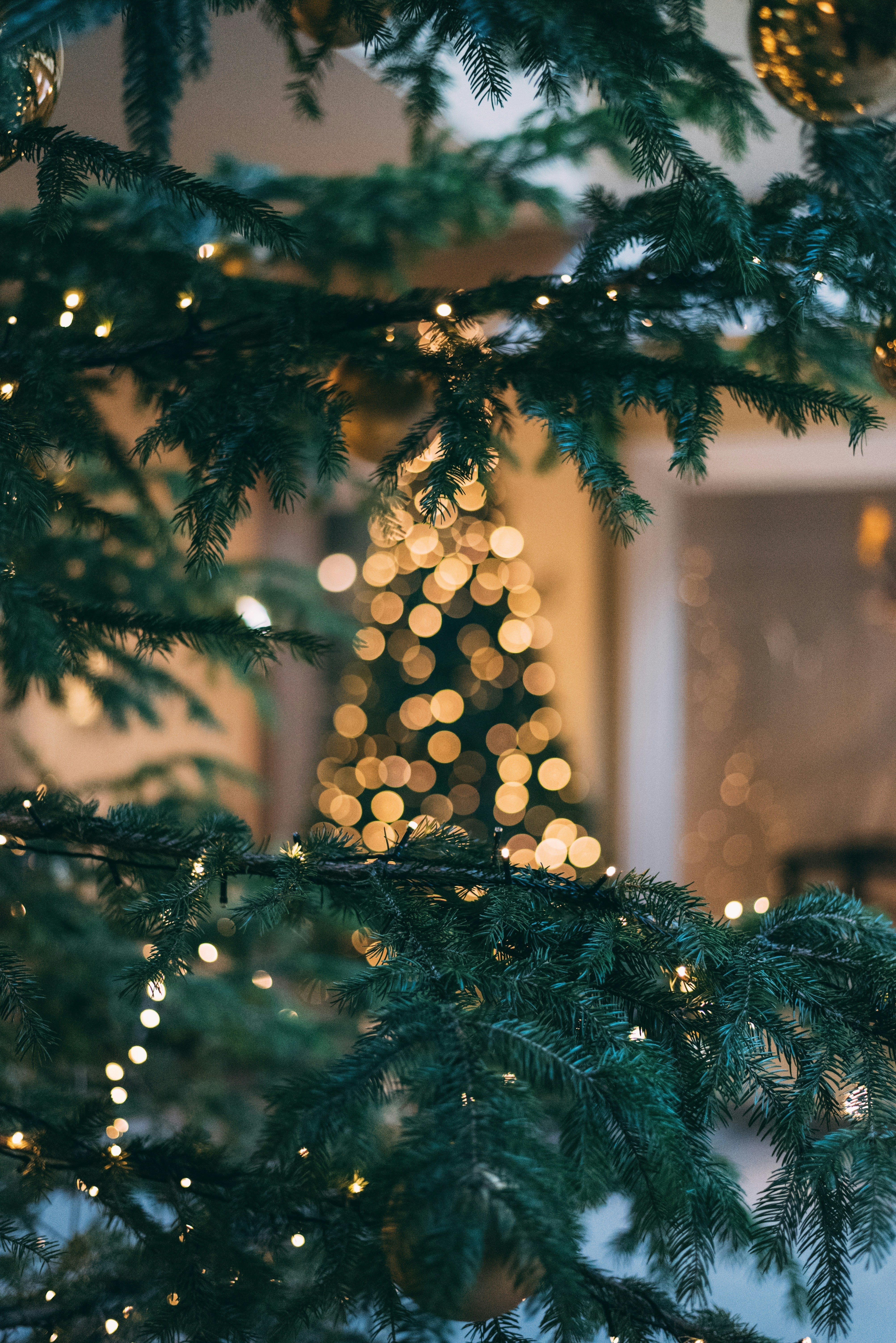 Nordmann-Tanne oder Normann-Tanne? Eine faszinierende Erzählung über den Namen des Weihnachtsbaums und die Geschichte hinter dem Botaniker Alexander von Nordmann