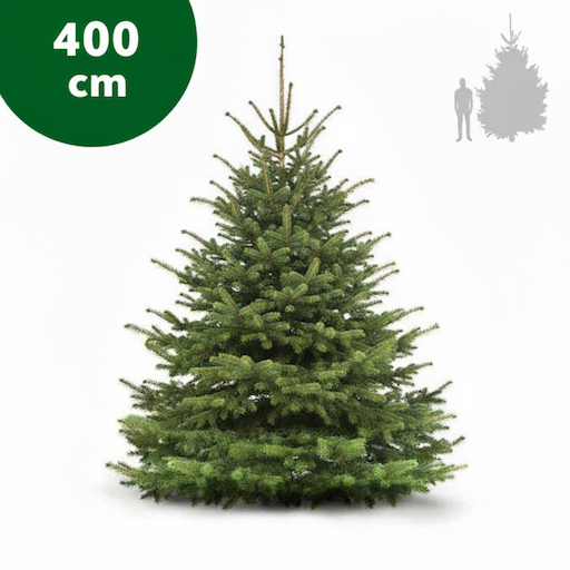 Nordmanntanne 400 cm