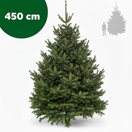Nordmanntanne 450 cm
