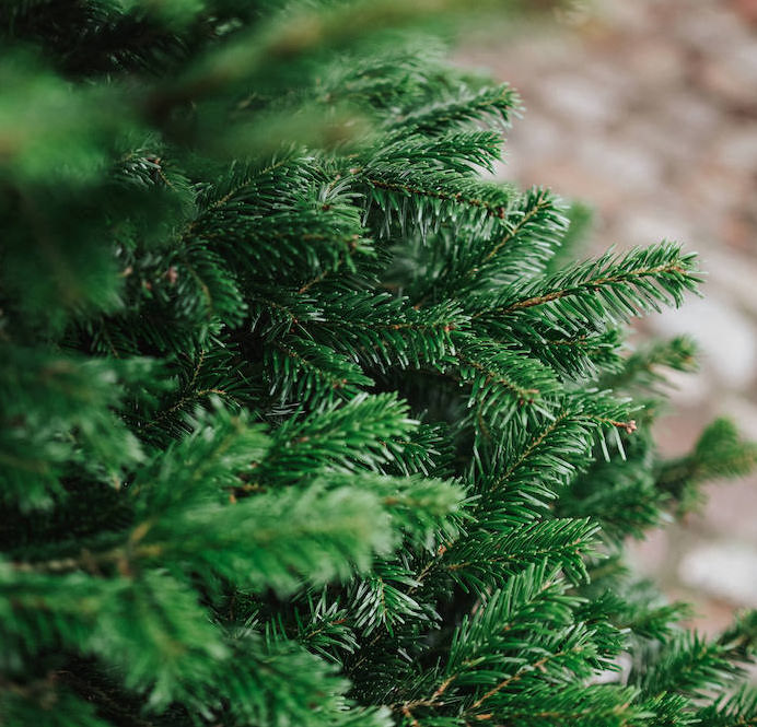 Weihnachtsbaum