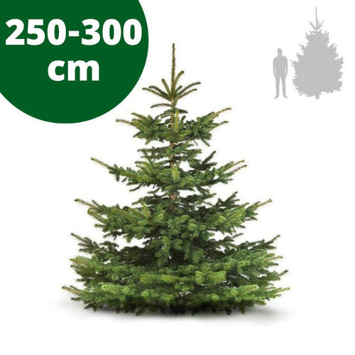 Weihnachtsbaum Nordanntanne 250-300 cm